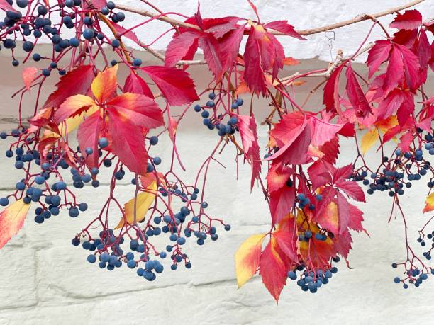Red autumn leaves and blue berries vine creeper parthenocissus ivy on white wall. Red autumn leaves and blue berries vine creeper parthenocissus ivy on white wall. parthenocissus stock pictures, royalty-free photos & images