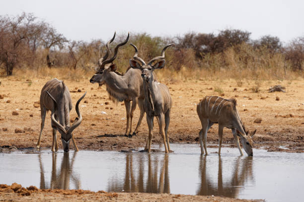 Kudu Kudu approach a waterhole in Southern Africa kudu stock pictures, royalty-free photos & images