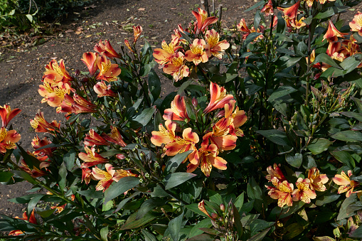 Alstroemeria red and orange flowers