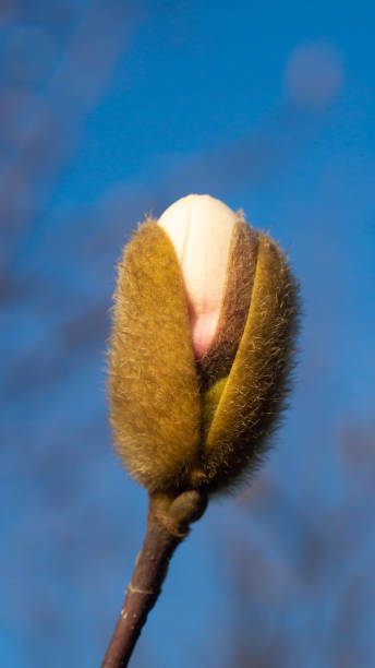 magnolienknospe gegen blauen himmel. vertikale nahaufnahme - sweet magnolia tree blossom white stock-fotos und bilder