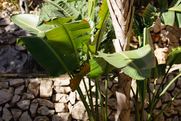 Tropical banana leaf, big palm foliage on stone wall background