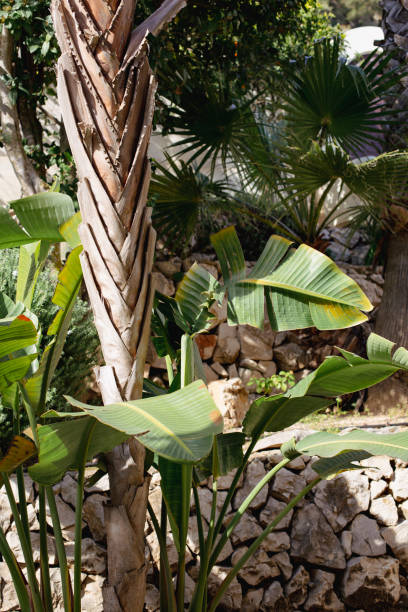 istock Tropical banana leaf, big palm foliage on stone wall background 1472376710