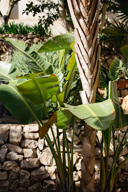 istock Tropical banana leaf, big palm foliage on stone wall background 1472376713