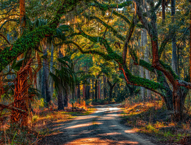 Path to the Beach Live oaks and palm trees leading to the beach on Edisto Island edisto island south carolina stock pictures, royalty-free photos & images