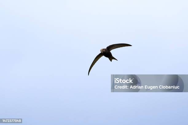 Swift Flight Pattern Common Swift Bird In Flight Stock Photo - Download Image Now - Animal ...
