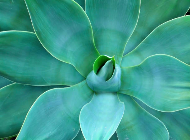 istock Agave attenuata or Fox tail tropical succulent plant. Abstract floral background with copy space. 1472377352