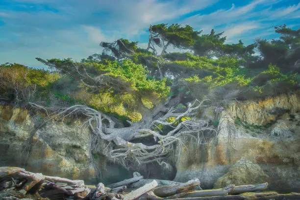 The Tree of Life somehow flourishes as it holds on to the cliffs at Kalaloch Beach, Olympic National Park.