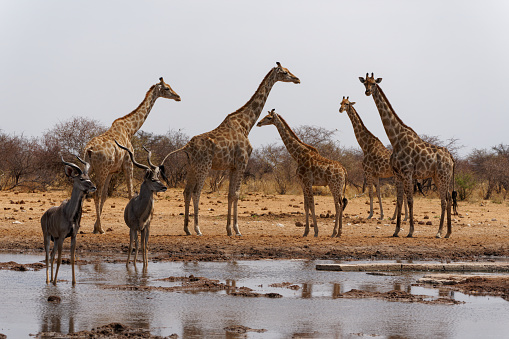 Kudu and Giraffe approach a waterhole in Southern Africa