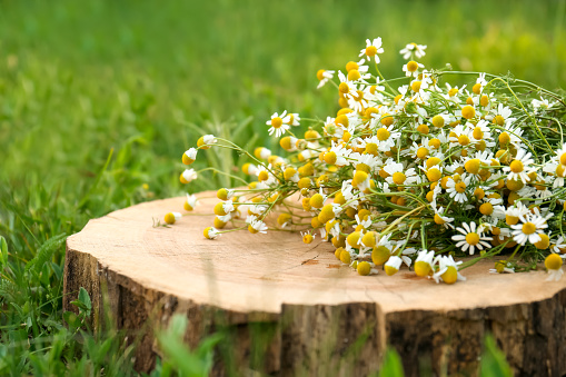 Beautiful bouquet of chamomiles on stump outdoors, closeup