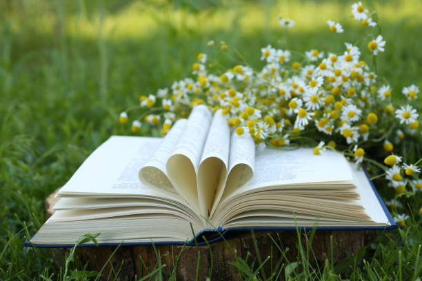 istock Open book and chamomiles on wooden stump outdoors, closeup 1472377998