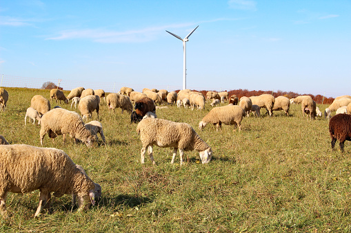 Panorama of a herd of sheep on a dike at the wadden sea in Friesland, Netherlands