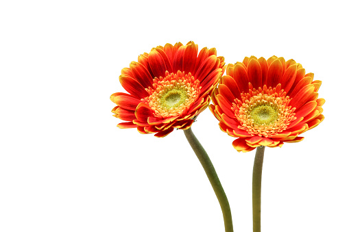 Orange gerbera flower isolated on white background with copy space.