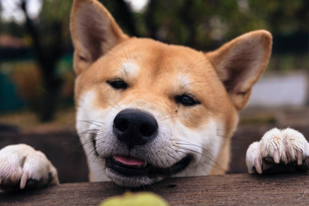 playing dog of the shiba inu breed stock photo