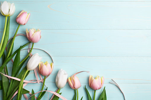 Composition of pink and white tulips, ribbons on a blue wooden background. Tulips collection, spring flowers. Content for Birthday, Valentines Day, Womens day. Flat lay, top view, close up, copy space