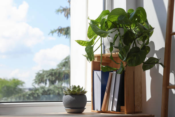 istock Different beautiful houseplants and books on window sill indoors, space for text 1472382443
