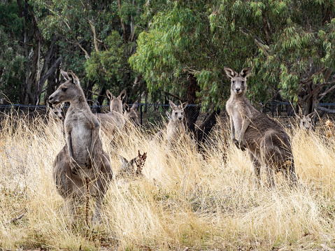 Eastern Gray Kangaroos in the wild