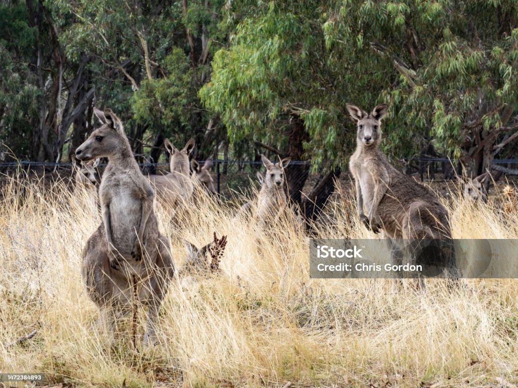 Kangaroos Eastern Gray Kangaroos in the wild Australia Stock Photo