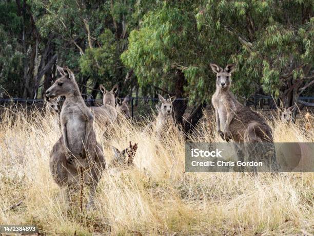 Kangaroos Stock Photo - Download Image Now - Australia, Kangaroo, Bush