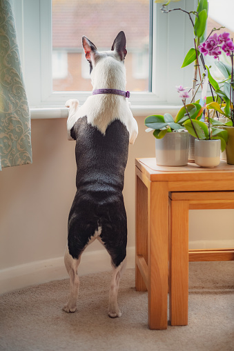 Boston Terrier standing on her back legs looking out of a window with her ears up. She is next to a table with orchids on.