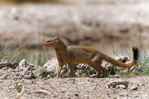 A Cape ground squirrel  in the Kgalagadi Transfrontier Park, situated in the Kalahari Desert which straddles South Africa and Botswana.