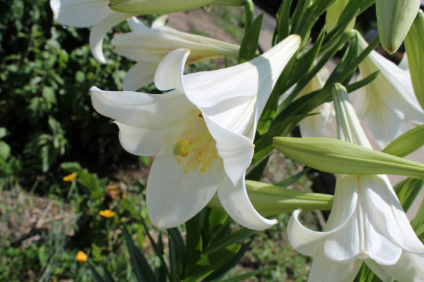 istock White lilies blooming in the garden 1472392918