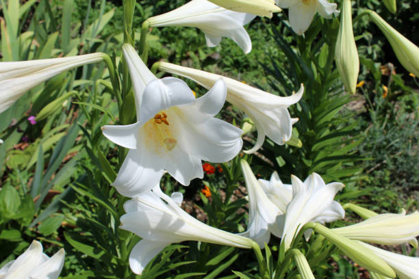 Free picture: sunny, spring time, flowers, white flower, lily, purity ...