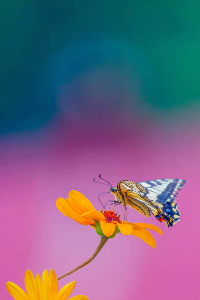 istock old world swallowtail sucking nectar from flower 1472394379