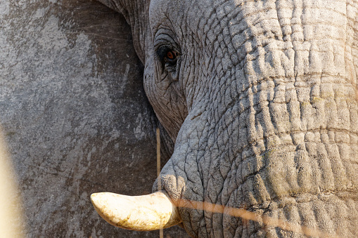 A vertical shot of the face of an adult elephant with long tusks
