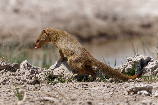 a Mongoose heads for a waterhole in southern Africa