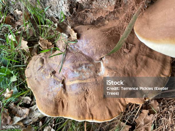 Ganoderma Color Ganoderma Fungi On English Oak Tree Stock Photo - Download Image Now ...
