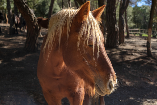 Profile of brown and blonde andalusian female horse. Portrait of beautiful and impressive Equus caballus