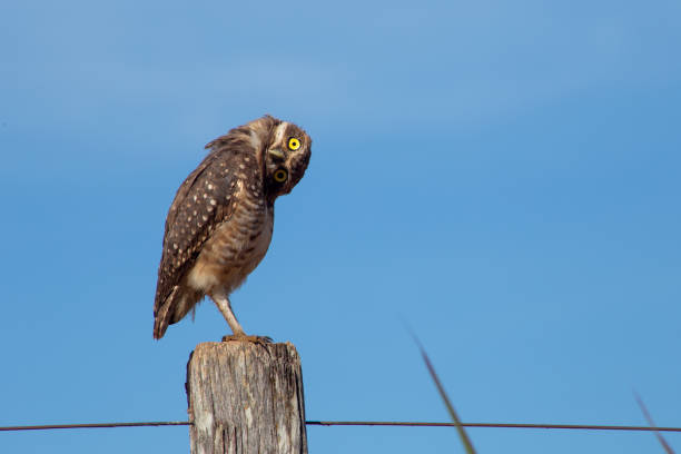 drôle de hibou regardant avec de grands yeux la caméra - chevêche des terriers photos et images de collection