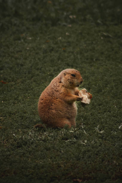 Curious critter: a playful Prairie Dog peeks out