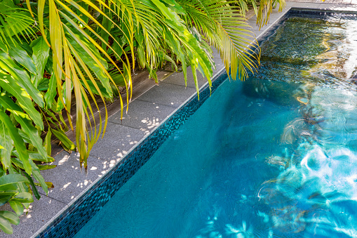 Blue pool water and green palm leaves sunny day