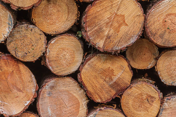 istock Ends of cut fresh wood 1472397177