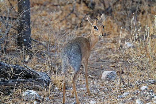 The smallest of the antelope species survives in southern Africa