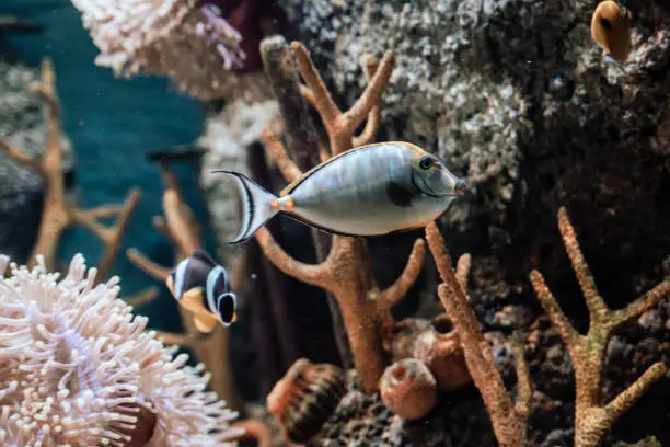 Fishes in an aquarium