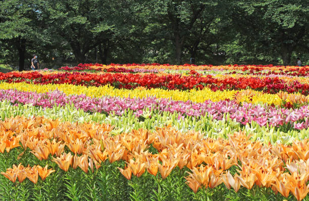 istock Lilies in full bloom in the lily garden 1472399194