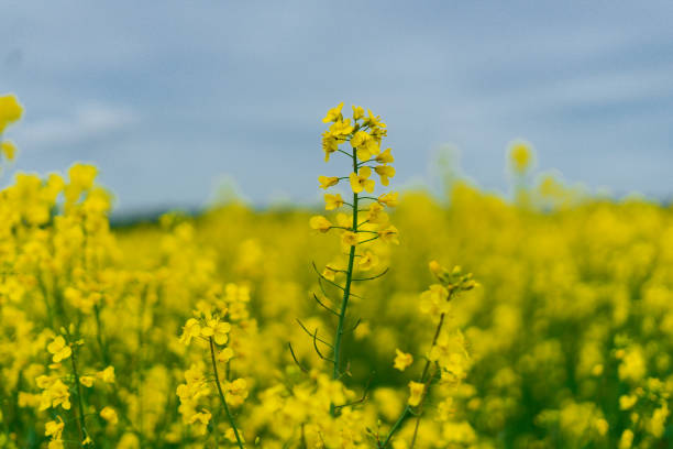 istock Rapeseed field in Germany with flowers 1472401748