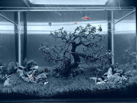 photographing and editing Aquascape photos