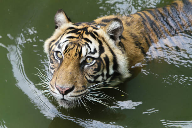 시청 - tiger animal sumatran tiger endangered species 뉴스 사진 이미지