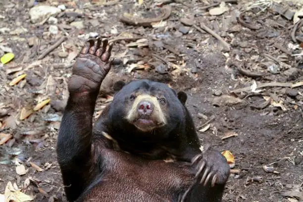 a sun bear raised its hand in greeting