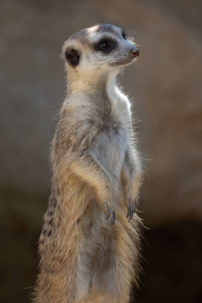 istock Isolated meerkat against a dark background 1472402659