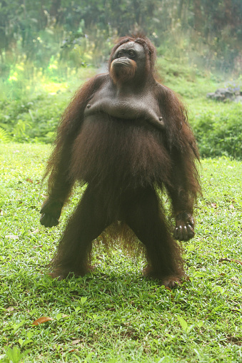 an adult orangutan standing on the grass proudly