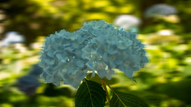 giardino di fiore - hydrangea gardening blue ornamental garden foto e immagini stock