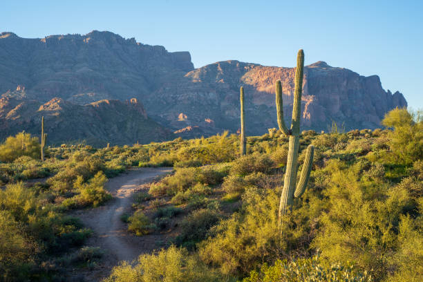 istock Hackberry Springs Trail leads toward the Superstition Mountains in morning light 1472403901