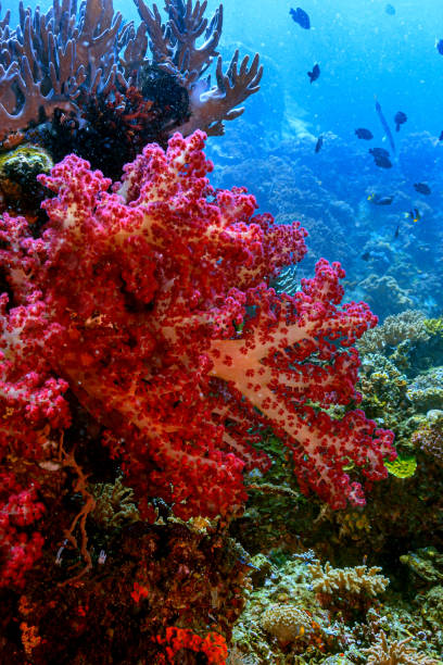 istock Coral reef South Pacific 1472403958