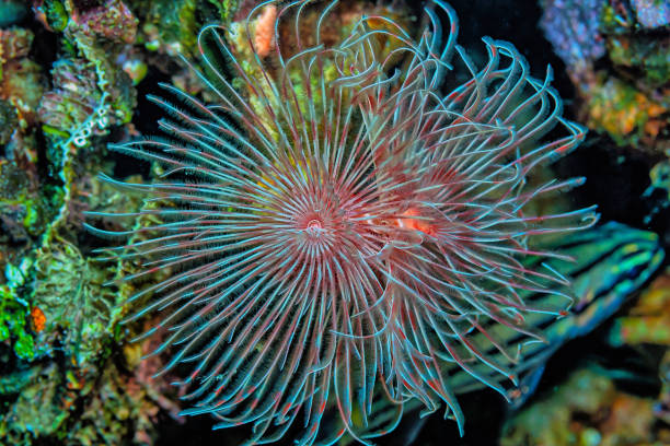 Sabellidae, or feather duster worms, are a family of marine polychaete tube worms stock photo