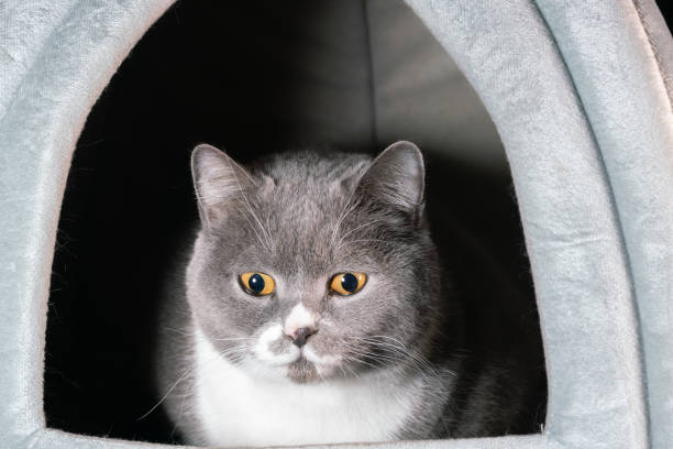 British shorthair cat in its net studio shot