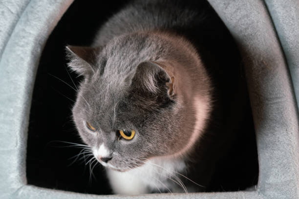 istock British shorthair cat studio shot 1472405645